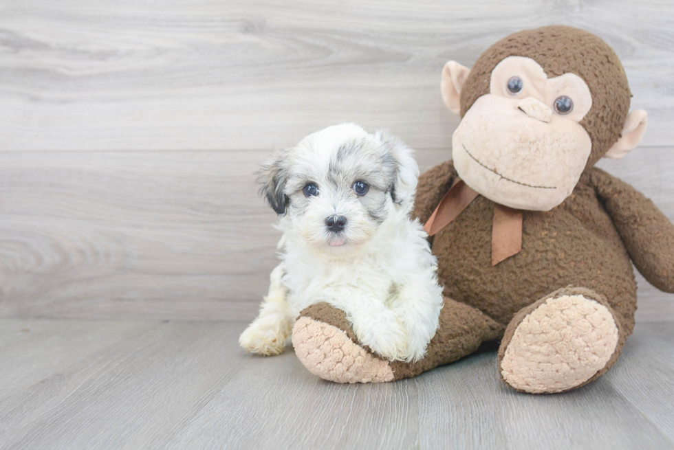 Little Havanese Purebred Pup