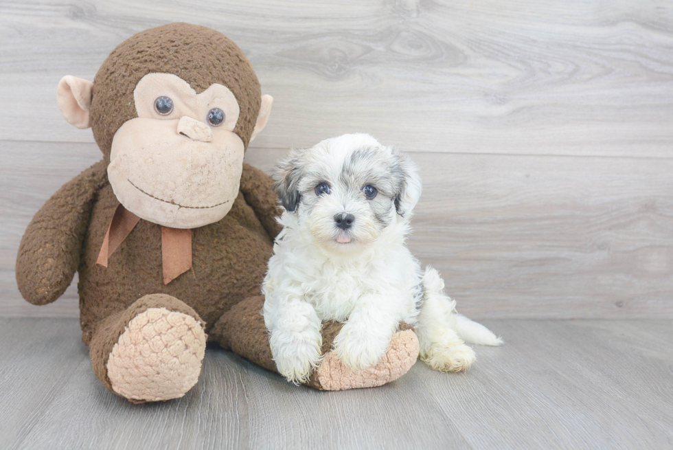 Energetic Havanese Purebred Puppy