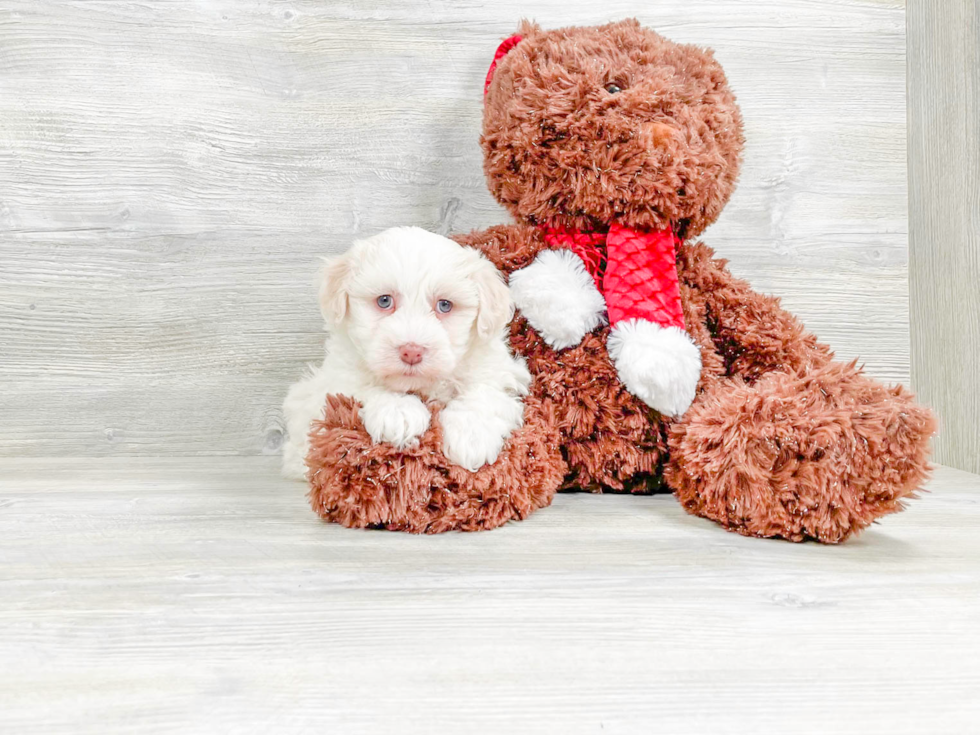 Fluffy Havanese Purebred Puppy