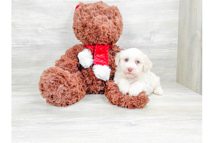 Cute Havanese Purebred Puppy