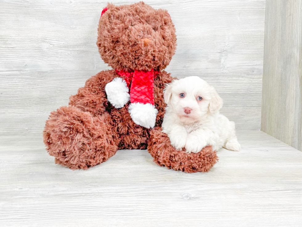 Cute Havanese Purebred Puppy