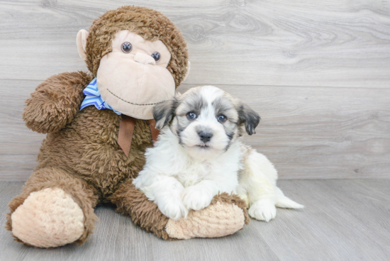 Havanese Pup Being Cute