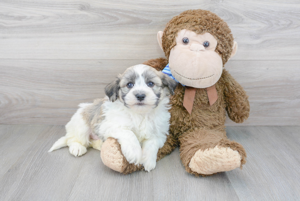 Hypoallergenic Havanese Baby