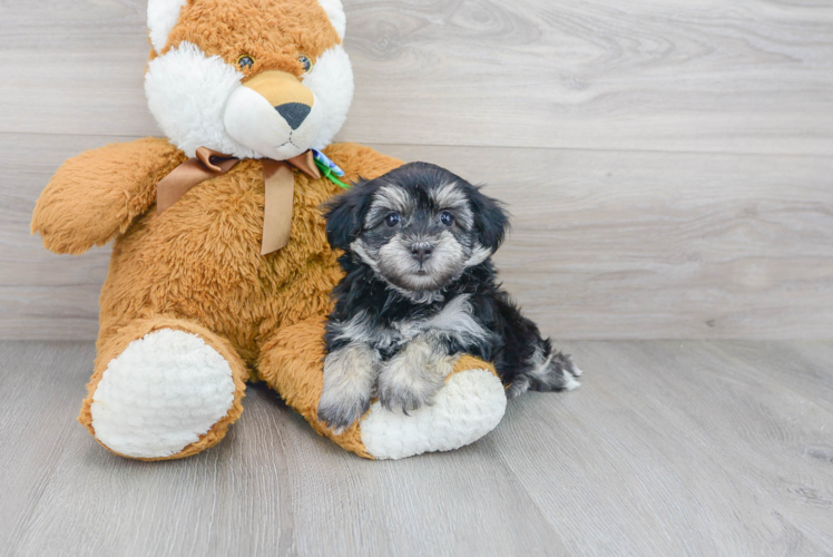 Havanese Pup Being Cute