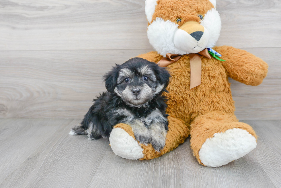 Hypoallergenic Havanese Baby