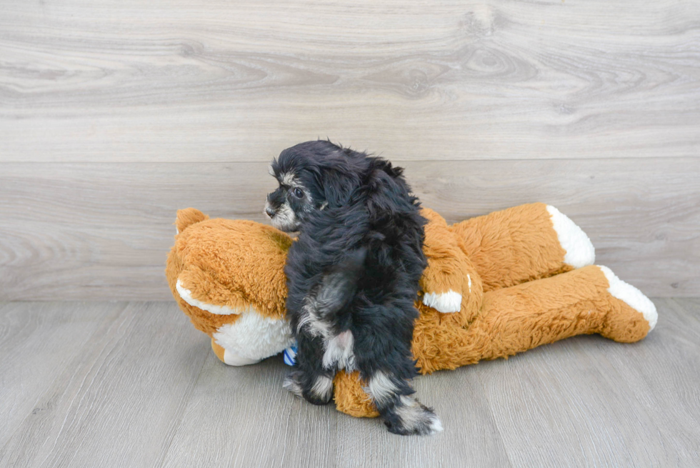 Havanese Puppy for Adoption