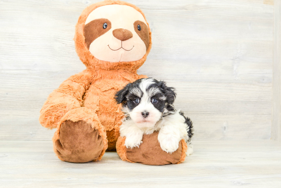 Playful Havanese Purebred Pup