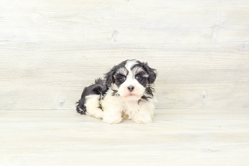 Havanese Puppy for Adoption