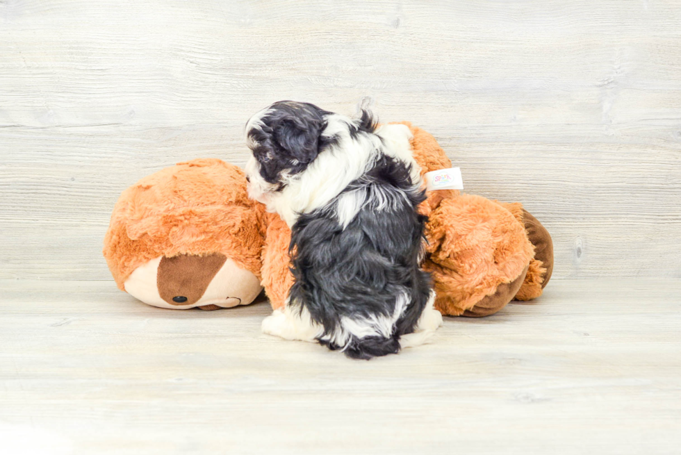 Havanese Puppy for Adoption