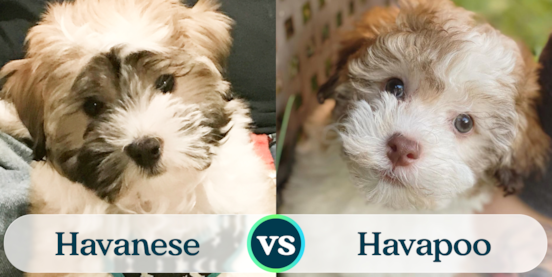Havanese vs Havapoo Comparison