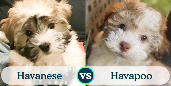 Havanese vs Havapoo: Find Your Puppy Match - Premier Pups