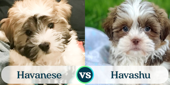 Havanese vs Havashu Comparison