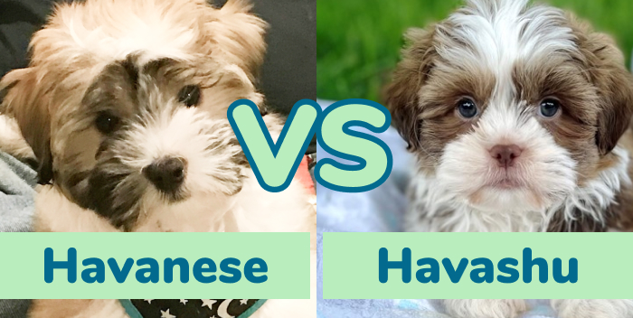 Havanese and shih tzu shops mix