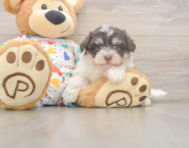 8 week old Havanese Puppy For Sale - Premier Pups