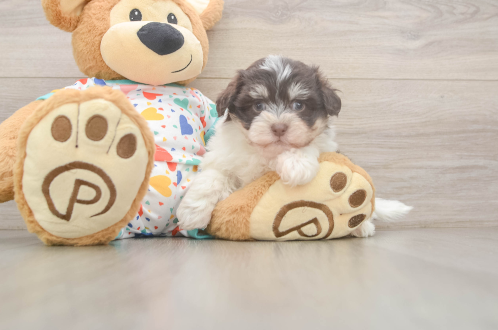 6 week old Havanese Puppy For Sale - Premier Pups