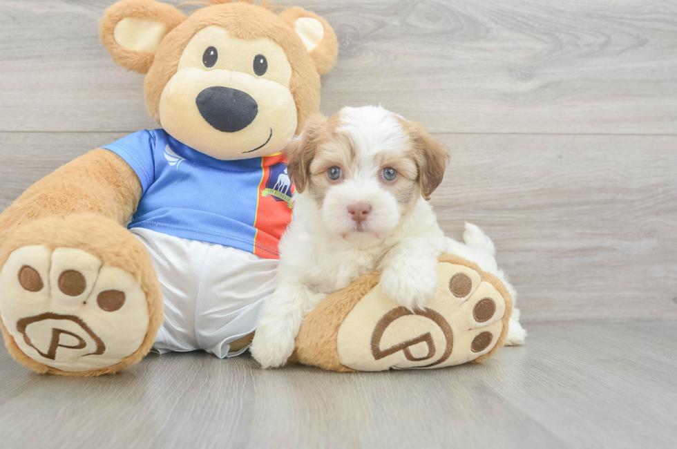 5 week old Havanese Puppy For Sale - Premier Pups