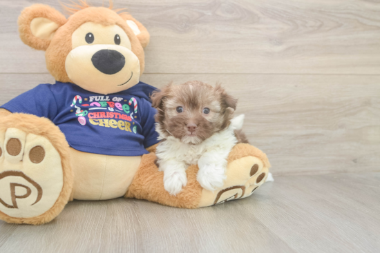Smart Havaneser Purebred Puppy