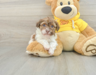 6 week old Havanese Puppy For Sale - Premier Pups