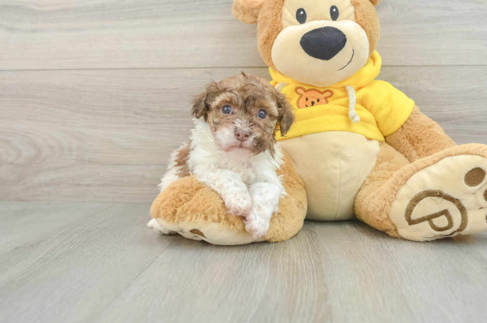 5 week old Havanese Puppy For Sale - Premier Pups