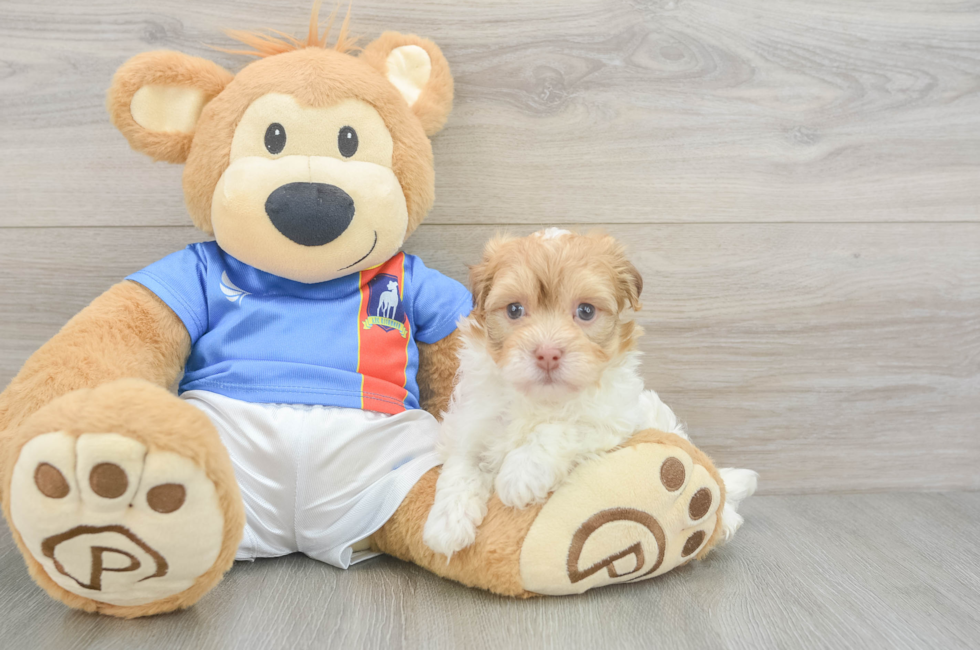 5 week old Havanese Puppy For Sale - Premier Pups