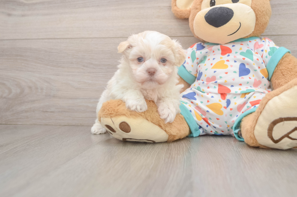 5 week old Havanese Puppy For Sale - Premier Pups