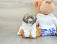 7 week old Havanese Puppy For Sale - Premier Pups