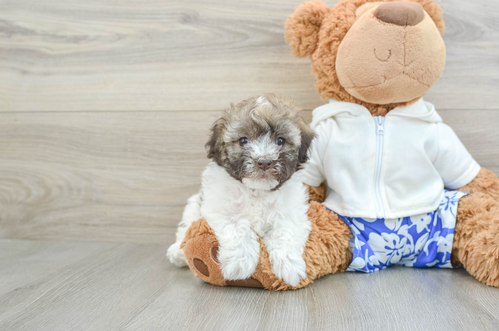 6 week old Havanese Puppy For Sale - Premier Pups