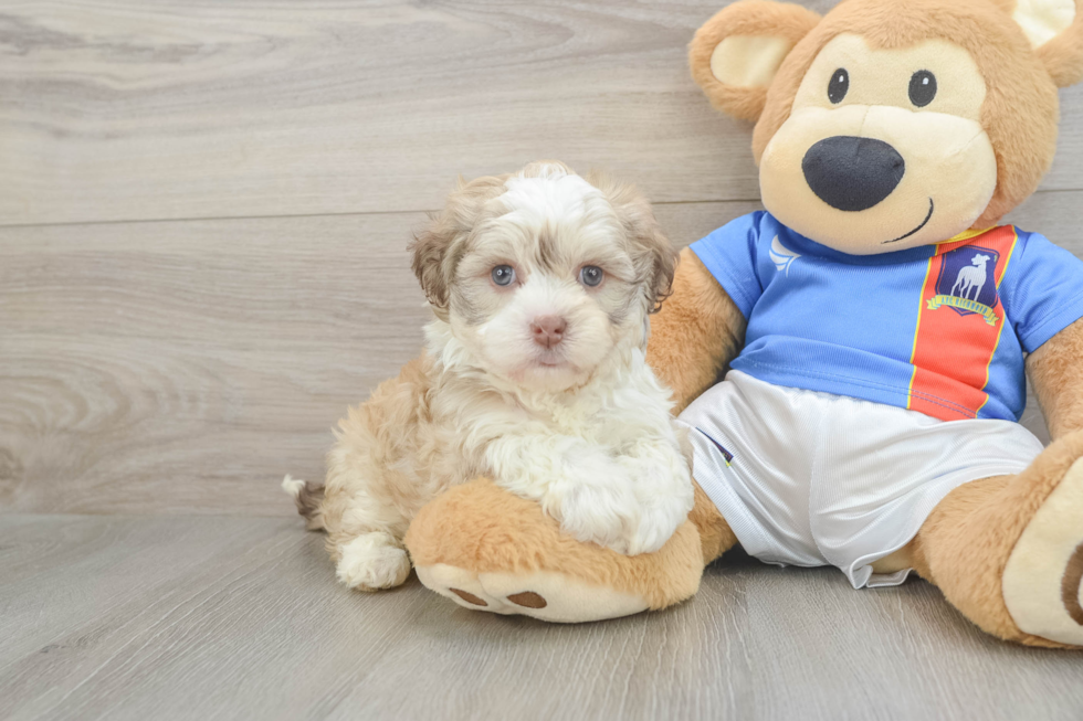 Best Havanese Baby