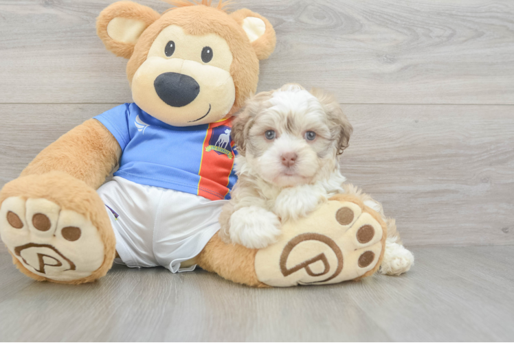 Best Havanese Baby