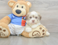 8 week old Havanese Puppy For Sale - Premier Pups
