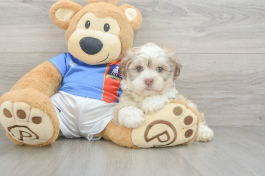Best Havanese Baby