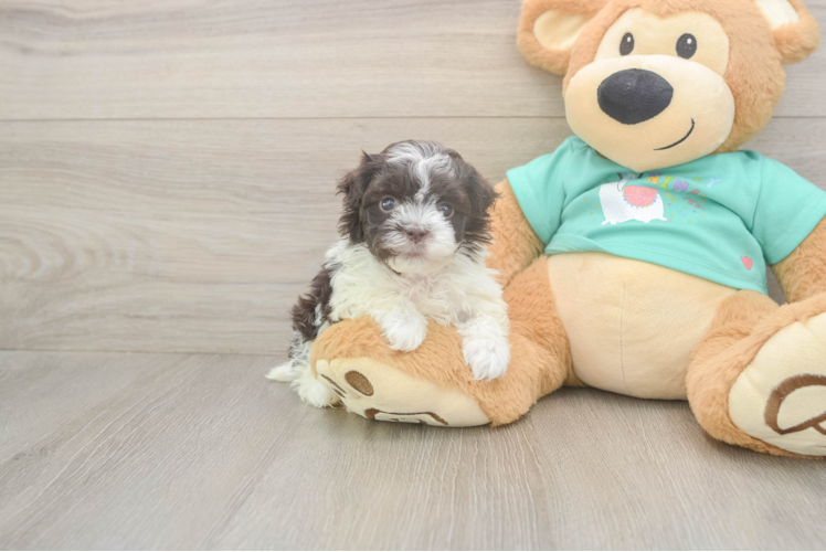 Havanese Puppy for Adoption