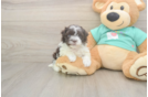 Havanese Puppy for Adoption