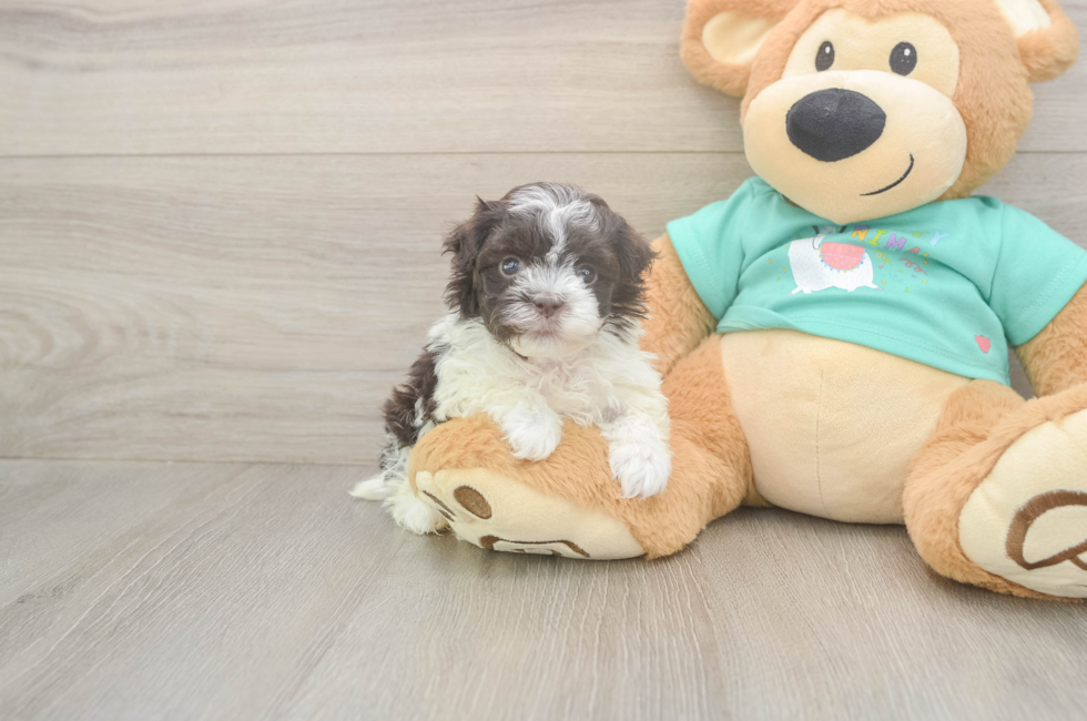 5 week old Havanese Puppy For Sale - Premier Pups