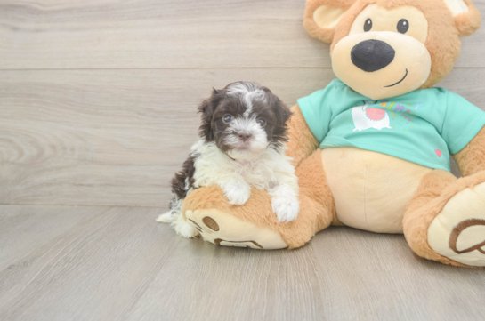 Havanese Puppy for Adoption