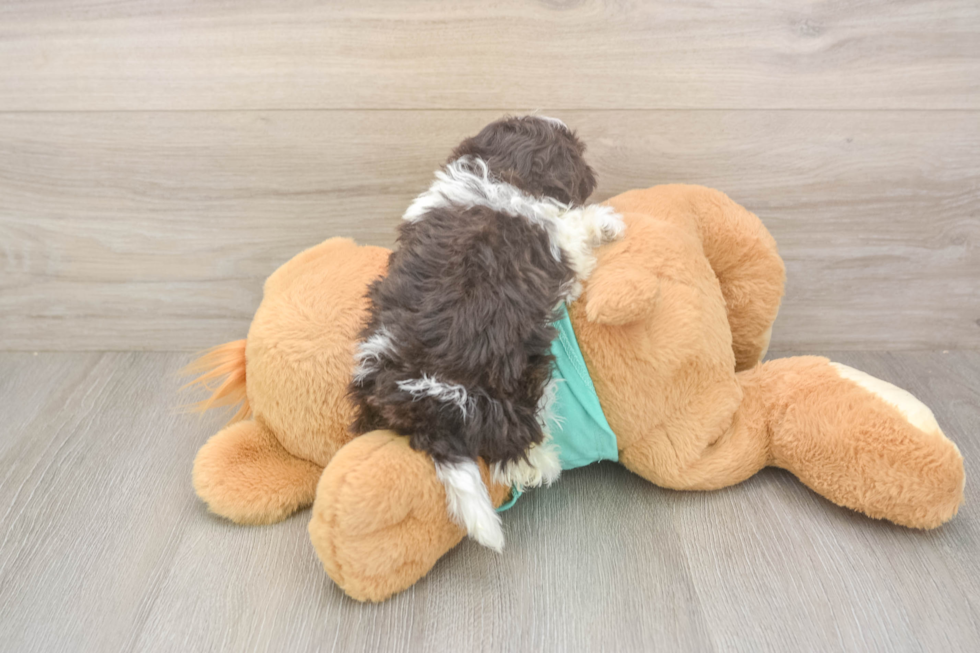 Havanese Pup Being Cute
