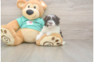 Smart Havanezer Purebred Puppy