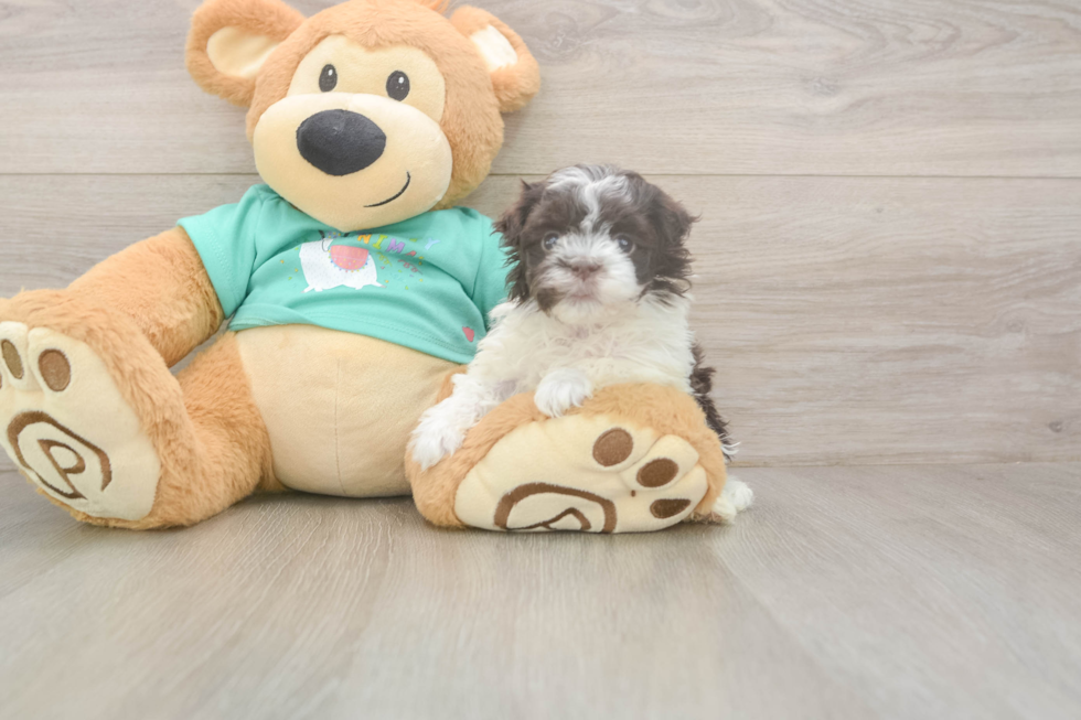 Smart Havanezer Purebred Puppy