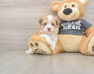 5 week old Havanese Puppy For Sale - Premier Pups
