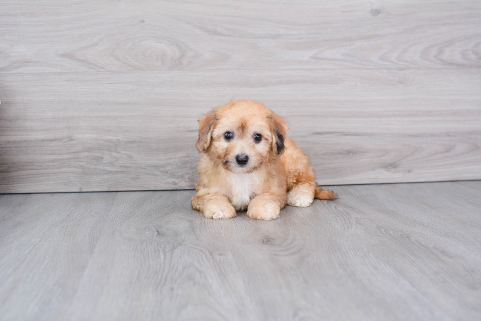 Funny Havapoo Poodle Mix Pup