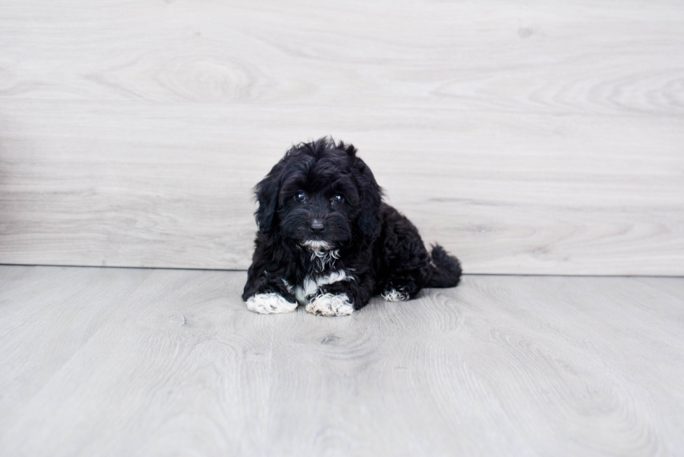 Playful Havanese Poodle Mix Puppy