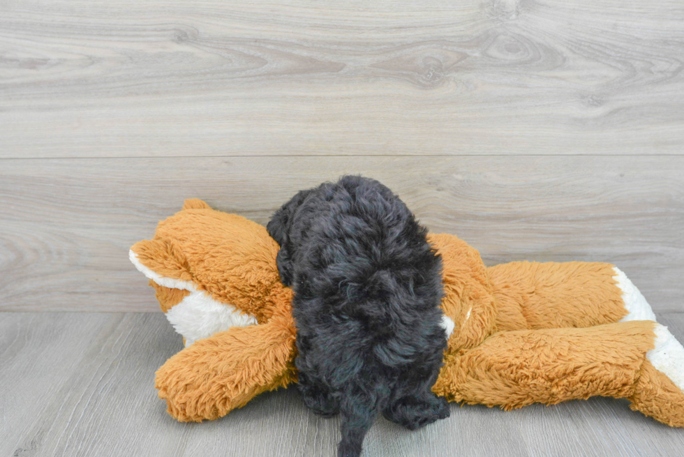 Petite Havapoo Poodle Mix Pup