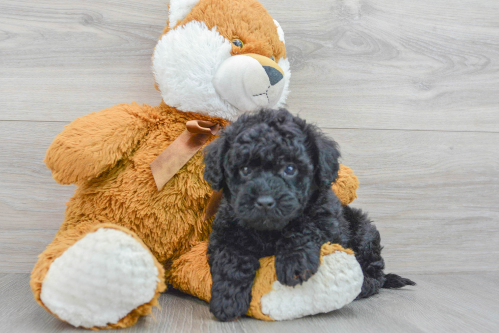 Smart Havapoo Poodle Mix Pup