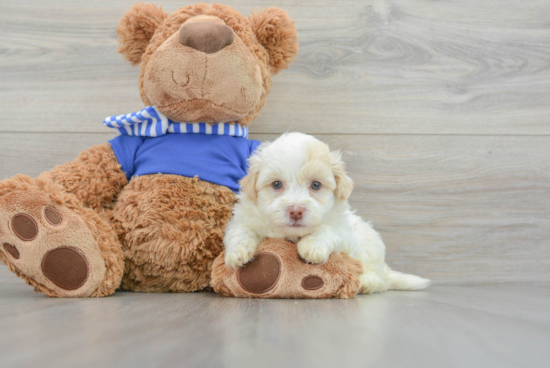 Popular Havapoo Poodle Mix Pup