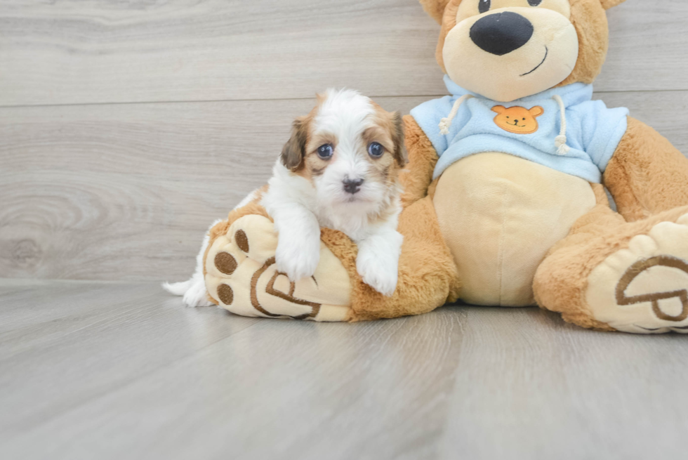 Hypoallergenic Havadoodle Poodle Mix Puppy