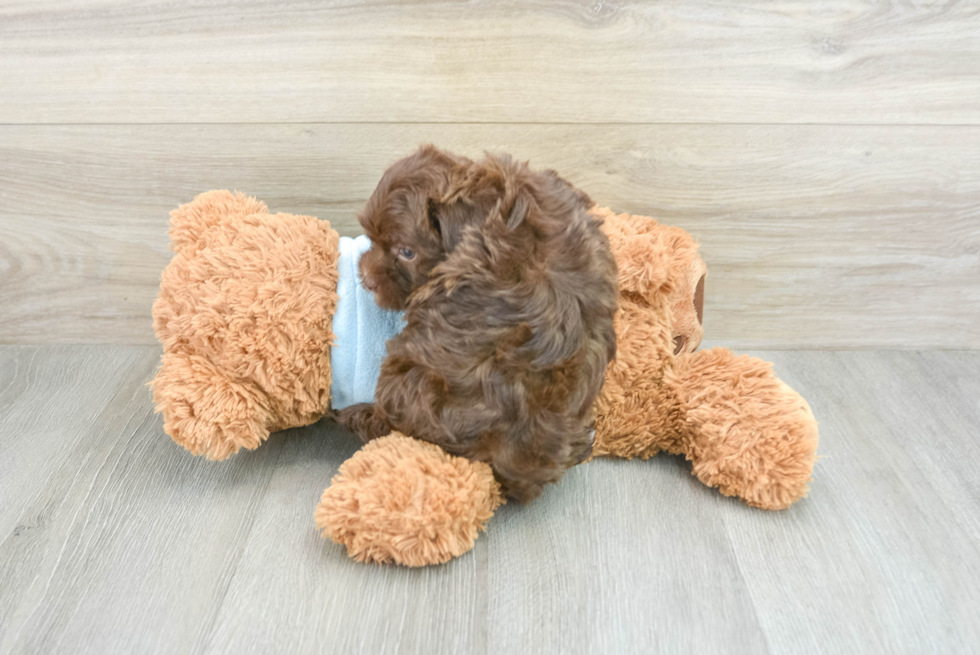 Fluffy Havapoo Poodle Mix Pup