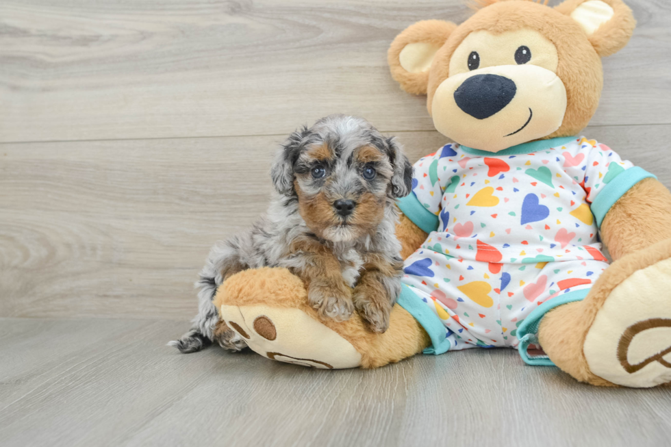 Little Havadoodle Poodle Mix Puppy