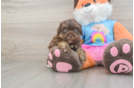 Havapoo Puppy for Adoption