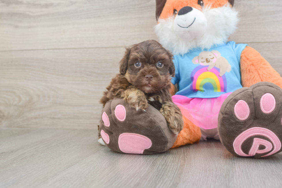 Havapoo Puppy for Adoption