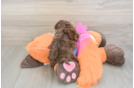 Cute Havapoo Baby